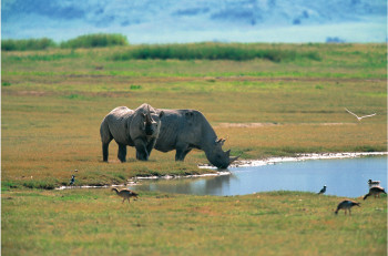 Œuvre contemporaine nommée « Couple de Rhinocéros blanc. Tanzanie », Réalisée par DOMINIQUE LEROY