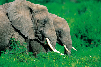 Œuvre contemporaine nommée « Couple d'éléphant. Pleine du Masai Marra . Kenya », Réalisée par DOMINIQUE LEROY