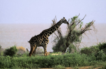 Œuvre contemporaine nommée « Girafe du Kenya », Réalisée par DOMINIQUE LEROY