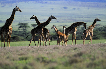 Œuvre contemporaine nommée « Troupeau de girafe kenya. », Réalisée par DOMINIQUE LEROY
