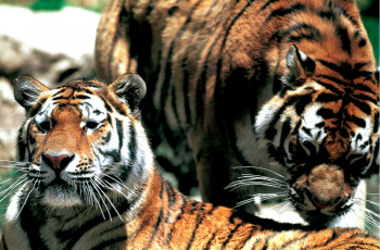 Œuvre contemporaine nommée « Tigres du bengale. inde », Réalisée par DOMINIQUE LEROY