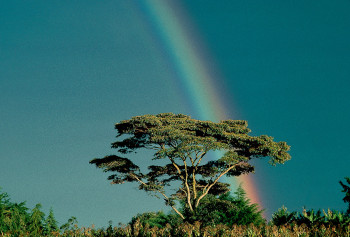 Œuvre contemporaine nommée « Baobab et arc-en-ciel. Kenya », Réalisée par DOMINIQUE LEROY