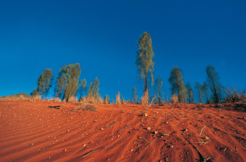 Œuvre contemporaine nommée « Snake désert. Australie 1 », Réalisée par DOMINIQUE LEROY
