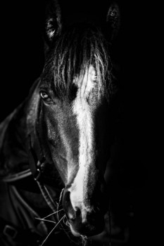 Œuvre contemporaine nommée « Light&shadow horse », Réalisée par DJEFF