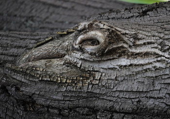 Œuvre contemporaine nommée « L'oeil du croco », Réalisée par PIERRE BOILLON