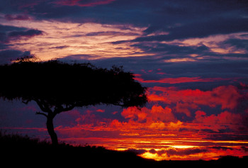 Œuvre contemporaine nommée « Pins parasol. Massai Mara. Kenya », Réalisée par DOMINIQUE LEROY
