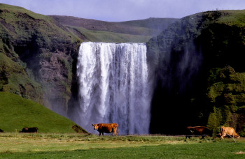 Œuvre contemporaine nommée « Vaches devant les chutes en Islande », Réalisée par DOMINIQUE LEROY
