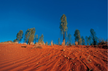 Œuvre contemporaine nommée « Snake désert. Australie 2 », Réalisée par DOMINIQUE LEROY