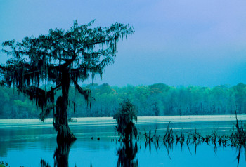 Œuvre contemporaine nommée « Les Bayous. Louisiane. Amérique du nord », Réalisée par DOMINIQUE LEROY