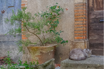 Œuvre contemporaine nommée « Chat Bruniquel », Réalisée par NICOLAS BERNIé