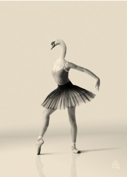 Œuvre contemporaine nommée « Swan’s Wisdom », Réalisée par BASTIEN BOSTON