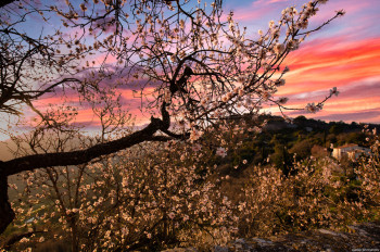 Œuvre contemporaine nommée « Les cerisiers en fleur », Réalisée par JMLPYT PHOTOGRAPHY