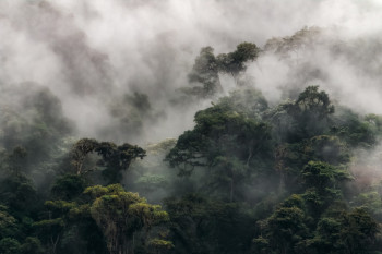 Œuvre contemporaine nommée « Brume épaisse sur la forêt Andine », Réalisée par RéMI CARBONARO