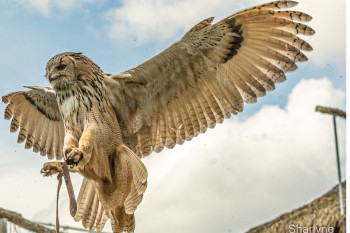 Œuvre contemporaine nommée « Le rapace », Réalisée par SHARLYNE