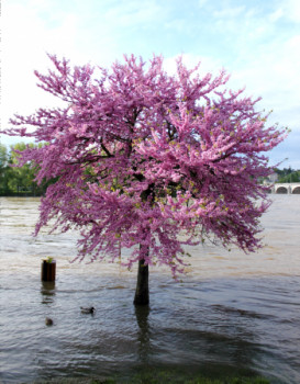 Œuvre contemporaine nommée « D'eau et de fleurs », Réalisée par NOURDINE TARKANY