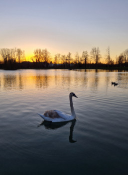 Œuvre contemporaine nommée « Le cygne de la Hotoie », Réalisée par JM LE SAMARIEN