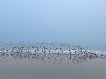 Œuvre contemporaine nommée « Envol de tourne-pierres », Réalisée par OLIVIER CHATELAIN