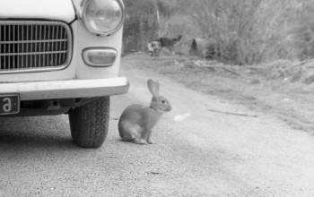 Œuvre contemporaine nommée « Le lapin et la voiture », Réalisée par CASSANDRE