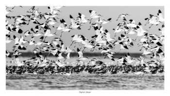 Œuvre contemporaine nommée « MON NUAGE D’AVOCETTES ÉLÉGANTES », Réalisée par SAUSSAYE PHOTOGRAPHIE