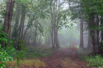 Œuvre contemporaine nommée « Forêt à Aigueperse », Réalisée par CHRISTIAN NOMINE