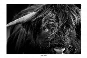 Œuvre contemporaine nommée « MY HIGHLAND COW », Réalisée par SAUSSAYE PHOTOGRAPHIE
