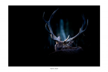 Œuvre contemporaine nommée « REGARD TENDRE DU CERF », Réalisée par SAUSSAYE PHOTOGRAPHIE