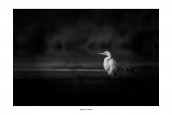 Œuvre contemporaine nommée « GRANDE AIGRETTE DES TÉNÈBRES », Réalisée par SAUSSAYE PHOTOGRAPHIE