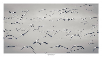 Œuvre contemporaine nommée « IMMERSION DANS LA PATROUILLE D'AIGRETTES. », Réalisée par SAUSSAYE PHOTOGRAPHIE