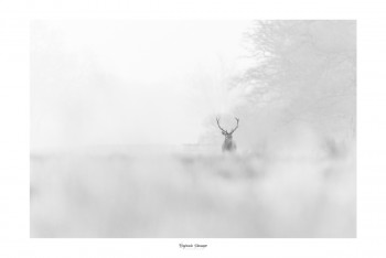 Œuvre contemporaine nommée « DEER IN THE MORNING MIST », Réalisée par SAUSSAYE PHOTOGRAPHIE