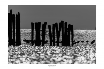 Œuvre contemporaine nommée « PRISON D’AVOCETTES ÉLÉGANTES », Réalisée par SAUSSAYE PHOTOGRAPHIE