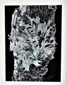 Œuvre contemporaine nommée « Lichen », Réalisée par DUBAT CHANTAL