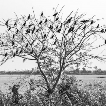Œuvre contemporaine nommée « L'arbre aux oiseaux », Réalisée par PHILIPPE BORG