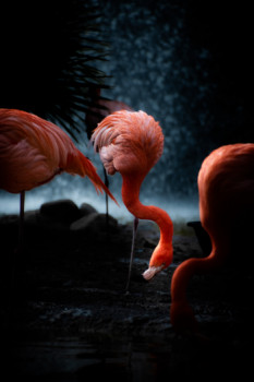 Œuvre contemporaine nommée « Flamingo ?? », Réalisée par MP