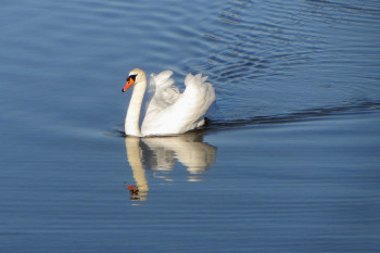 Œuvre contemporaine nommée « Le Cygne », Réalisée par DREAMS 14