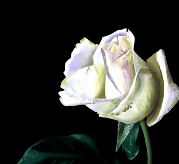 Œuvre contemporaine nommée « La rose pure », Réalisée par BASTIAN