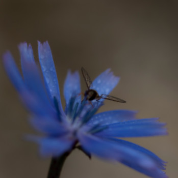 Œuvre contemporaine nommée « {"fr":"Mouchabeille sur bleuet","en":"Mouchabeille sur bleuet"} », Réalisée par CARLA COMBOT