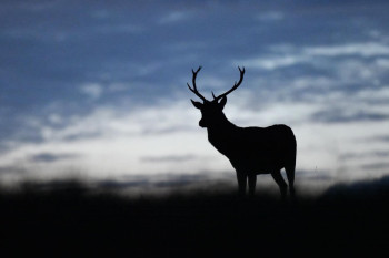 Œuvre contemporaine nommée « Cerf de nuit », Réalisée par AURéLIEN VILLEMIN