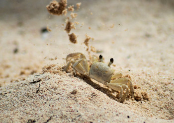 Œuvre contemporaine nommée « le crabe terrassier », Réalisée par JEAN-LUC IVANOFF