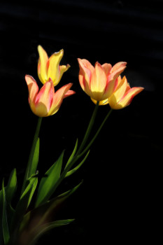 Œuvre contemporaine nommée « Tulipe Flammes », Réalisée par DREAMS 14