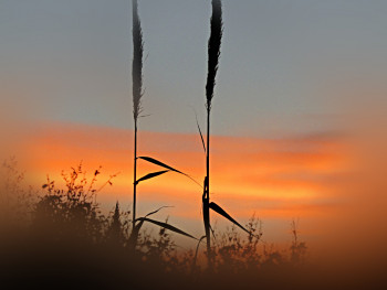 Œuvre contemporaine nommée « Couleurs au coucher du soleil », Réalisée par ELIZABETH GARCES