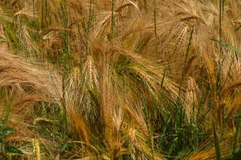 Œuvre contemporaine nommée « Grain in the wind », Réalisée par B2L