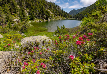 Œuvre contemporaine nommée « Lac de la Balmette et Rodhodendrons en fleurs », Réalisée par FRéDéRIC REVEL