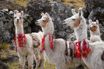 Œuvre contemporaine nommée « Lamas protecteurs », Réalisée par MARINE PH