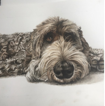 Œuvre contemporaine nommée « Labradoodle », Réalisée par CHANTALDEBLAUWEAQUARELLES