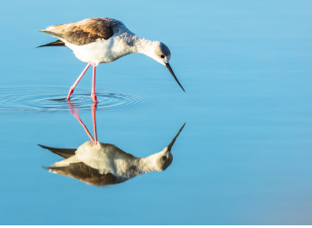 Œuvre contemporaine nommée « MIROIR MON BEAU MIROIR », Réalisée par WILLIAMSPHOTOGRAPHIE