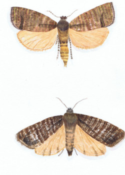Œuvre contemporaine nommée « Colding moth - Float and fly  et The atlas moth », Réalisée par MIHA