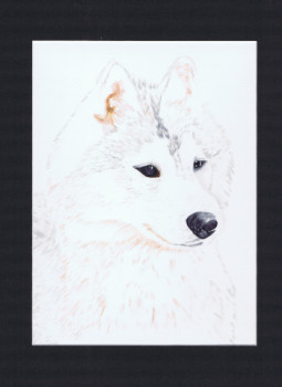 Œuvre contemporaine nommée « Portrait chien husky - WHISKY », Réalisée par MIHA