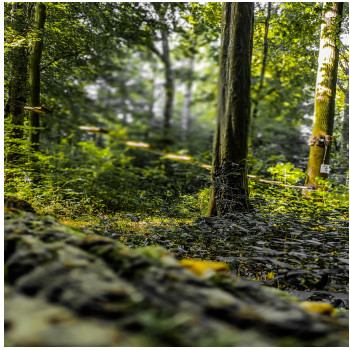 Œuvre contemporaine nommée « Forêt », Réalisée par INGRID