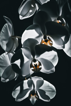 Œuvre contemporaine nommée « Orchidée mon amour », Réalisée par CRéACLIC