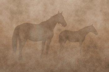 Œuvre contemporaine nommée « Horses », Réalisée par MIGUEL DUVIVIER